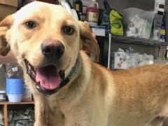 DOG FOUND WITH CARABINER THROUGH ITS NECK;  WCSO SEARCHING FOR OWNER