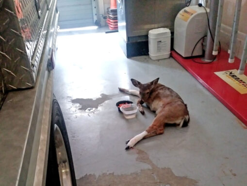 young injured deer with white bandages on two legs lying on concrete ground next to water bowl and a bowl full of sweet potatoes