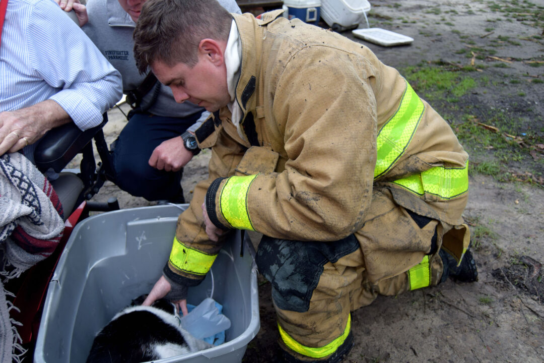 Firefighter bending down giving oxygen to black and white cat in a grey plastic container