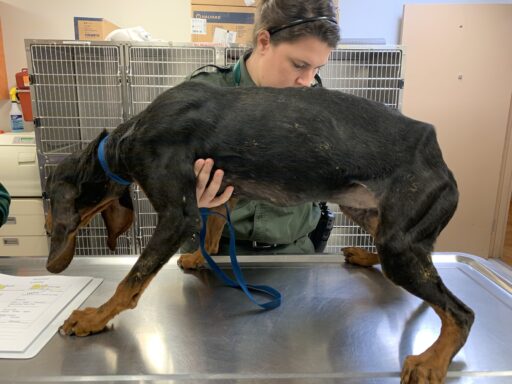 Emaciated dog being held by vet tech.