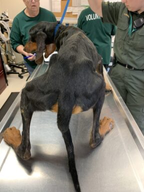 Dog being evaluated by shelter staff.
