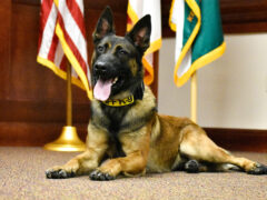 WCSO K9 Colt sitting in front of the US Flag, the State of Florida flag, and the Florida Sheriff's Association Flag