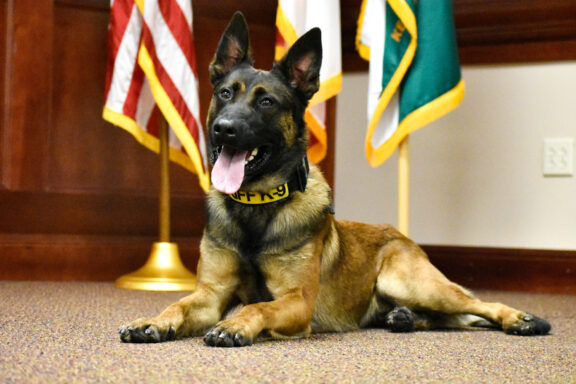 WCSO K9 Colt sitting in front of the US Flag, the State of Florida flag, and the Florida Sheriff's Association Flag