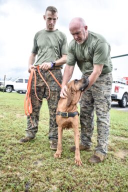 A bloodhound, K9 Gypsy with her two handlers