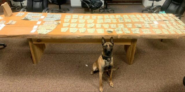 Belgian Malanois standing in front of a table with cash laid out.