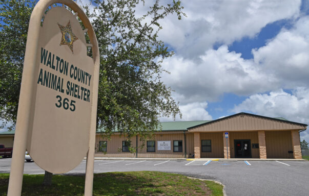 beige building with green roof and animal shelter sign