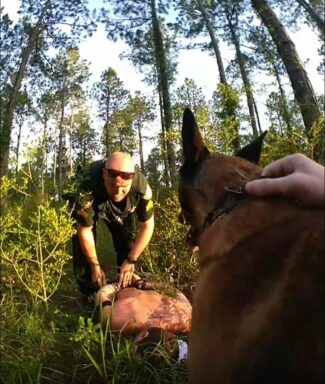 A deputy handcuffs a white male lying on the ground. A belgian malanois is pictured in the foreground.