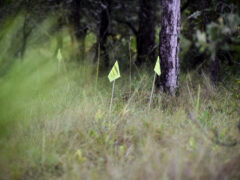 Yellow evidence flags stick out of thin blades of grass