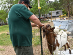 White male animal control officer mending wire fence while brown and white goat watches
