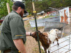 White male animal control officer petting a brown and white goat