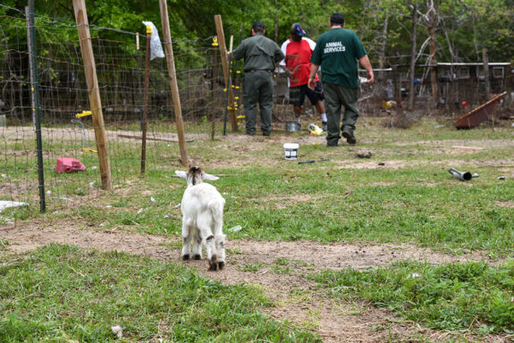White baby goat looking at two white men and one black man working on wire fence