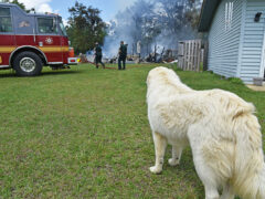 DOG ALERTS OWNER TO BARN FIRE; FIREFIGHTERS RUSH TO KNOCK DOWN THE BLAZE
