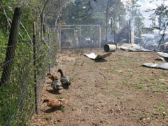 Ducks standing near a burned down barn
