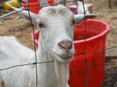 White goat looking through a wire fence