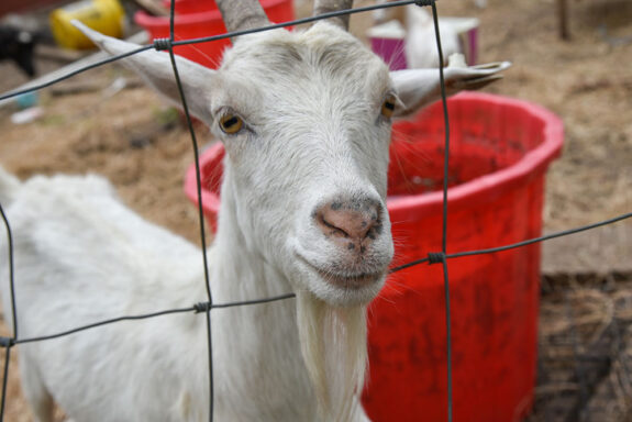 White goat looking through a wire fence