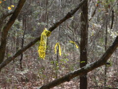 AFTER EXTENSIVE SEARCH EFFORTS INVESTIGATORS LOCATE SKELETAL REMAINS BELIEVED TO BE MISSING DEFUNIAK SPRINGS WOMAN