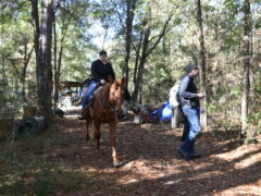 A woman on a horse walking beside a man in jeans and a black long sleeve shirt in a wooded area.