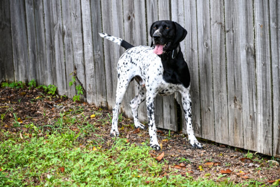 Photo of a male German shorthair pointer dog standing on grass in front of a fence. 