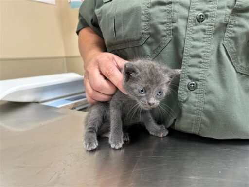 Grey/ White male kitten sitting on table being held