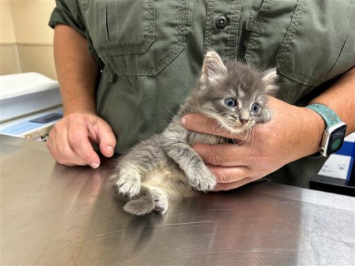 Grey/ Tabby male kitten sitting on table being held