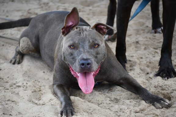 Grey mixed breed dog laying in sand