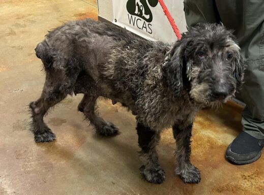 Black and grey merle poodle mixed breed walking in hallway
