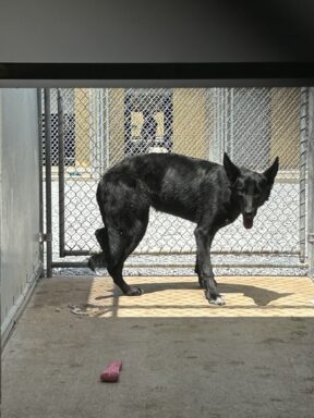 Black female dog standing outside in kennel