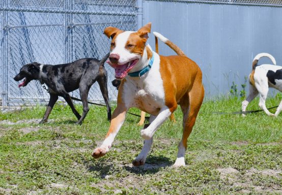 Tan and white dog running in yard