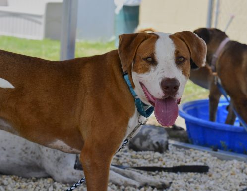 Tan and white mixed breed dog walking in yard