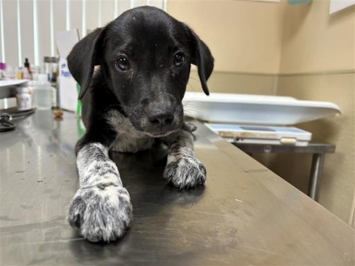 Black/ White female puppy sitting on table