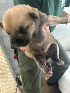 Tan/ White puppy being held