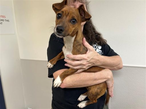 Brindle female dog being held