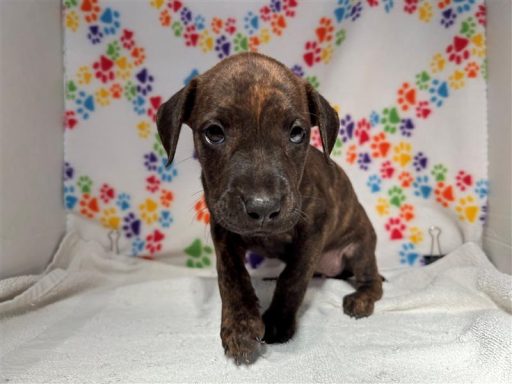 Brindle female dog sitting in kennel on a towel