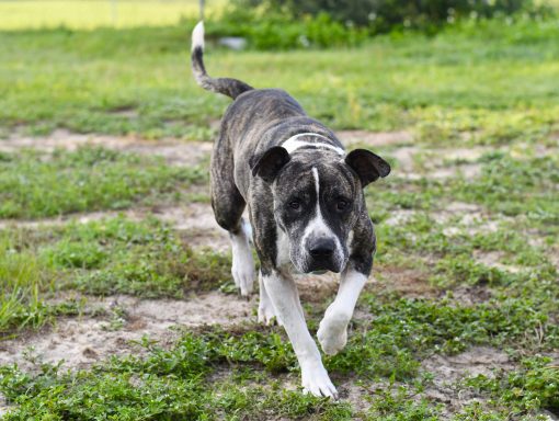 male dog standing outside on grass