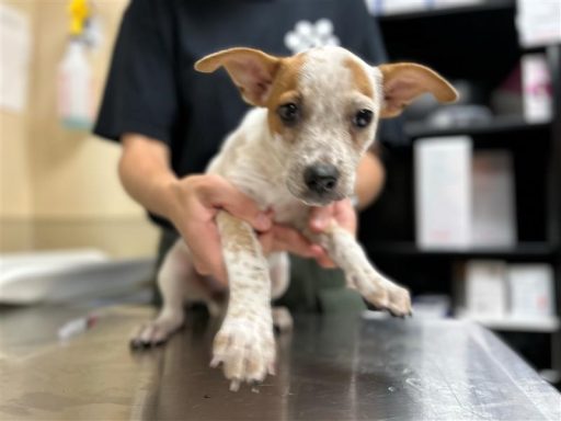 Female Hound puppy brown being held