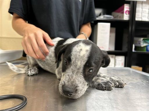 Black hound mal puppy laying on table