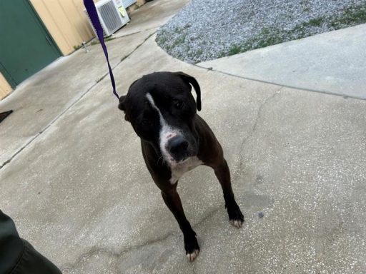 Brown female dog standing outside on a leash