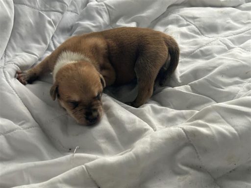 Tan/ White puppy sitting on a blanket