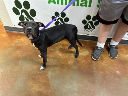 Black female dog standing in hallway