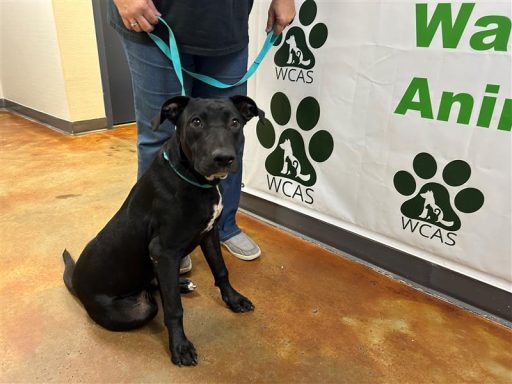 Black/ White dog sitting in kennel