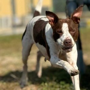 brown and white female hound mix