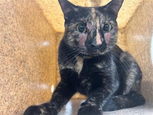 Black/ Yellow cat sitting in kennel box