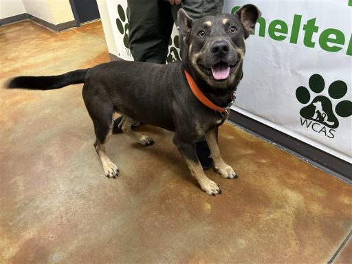 male tri color dog sitting in hallway on a leash