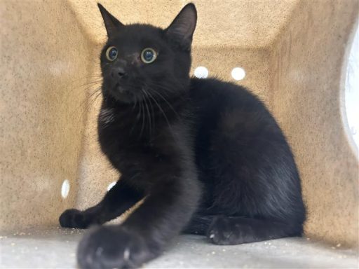 Black cat sitting in kennel box