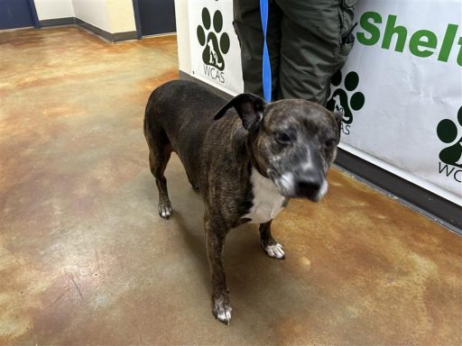 Female brindle dog sitting in hallway on a leash