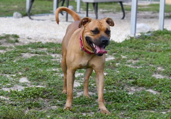 Tan and black mixed breed dog standing in yard