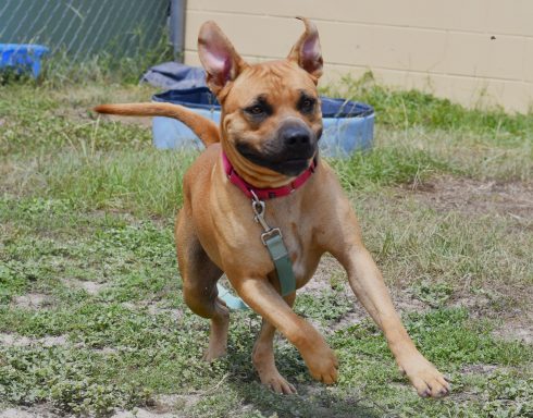 Tan/ White male dog playing outside