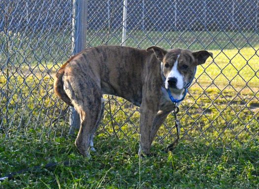 Brindle female dog standing outside on a leash