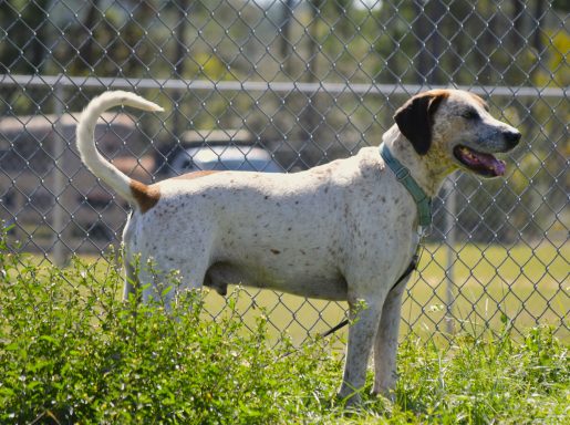 White and tan hound mixed breed standing in yard