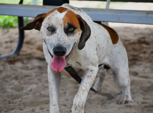 Tan/ white male dog standing outside on a leash